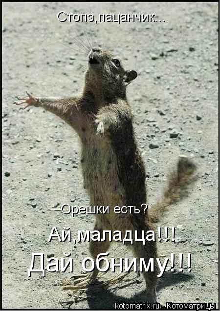 Котоматрица: Стопэ,пацанчик... Орешки есть? Дай обниму!!! Ай,маладца!!!