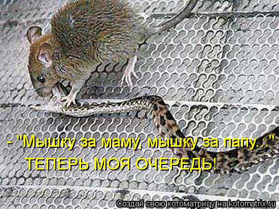 Котоматрица: - "Мышку за маму, мышку за папу..." ТЕПЕРЬ МОЯ ОЧЕРЕДЬ!