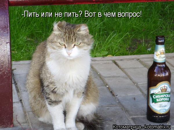 -Пить или не пить? Вот в чем вопрос!... Котоматрица: -Пить или не пить? Вот в чем вопрос!