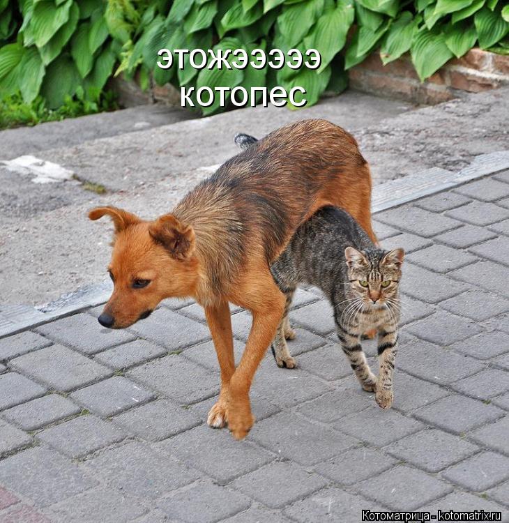 Котоматрица: этожэээээ котопес