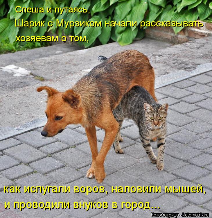 Котоматрица: Спеша и путаясь,  Шарик с Мурзиком начали рассказывать  хозяевам о том,  и проводили внуков в город... как испугали воров, наловили мышей,
