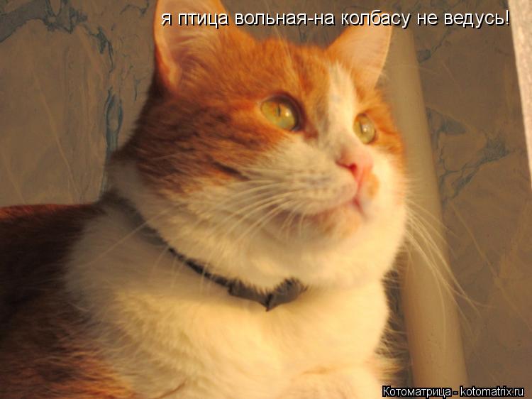 Котоматрица: я птица вольная-на колбасу не ведусь!