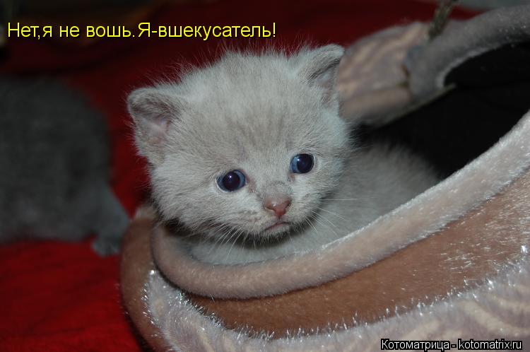 Котоматрица: Нет,я не вошь.Я-вшекусатель!