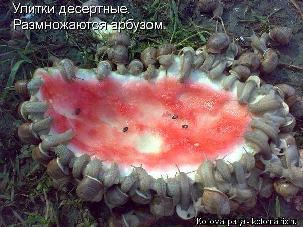 Улитки десертные. Размножаются арбузом.... Котоматрица: Улитки десертные. Размножаются арбузом.