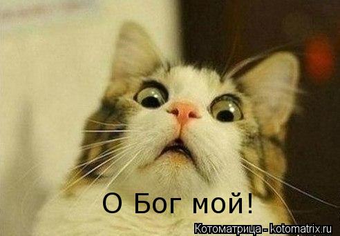 Котоматрица: О Бог мой!