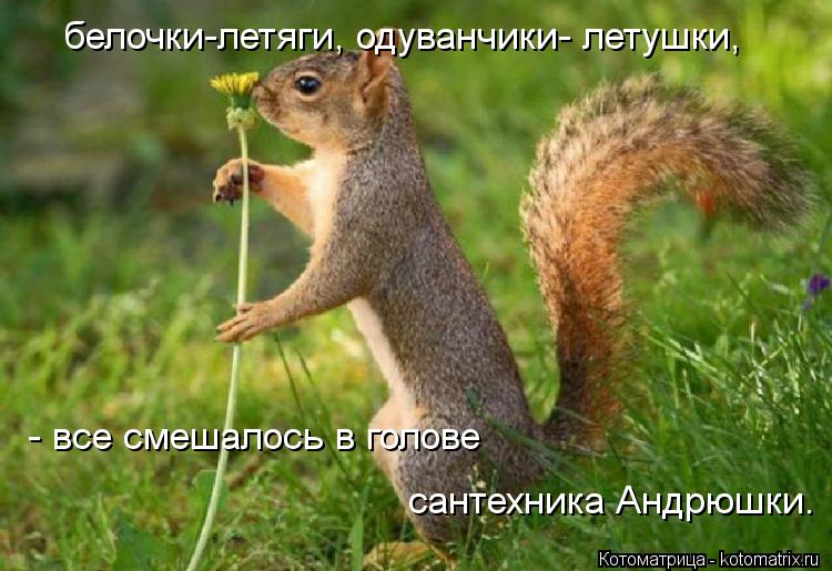 Котоматрица: - все смешалось в голове  белочки-летяги, одуванчики- летушки, сантехника Андрюшки.