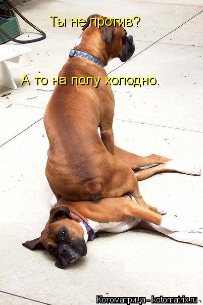 Котоматрица: Ты не против? А то на полу холодно.