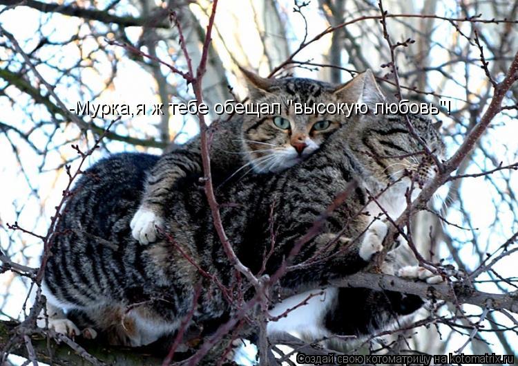 Котоматрица: -Мурка,я ж тебе обещал "высокую любовь"!