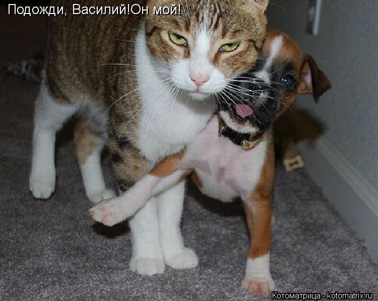 Котоматрица: Подожди, Василий!Он мой!