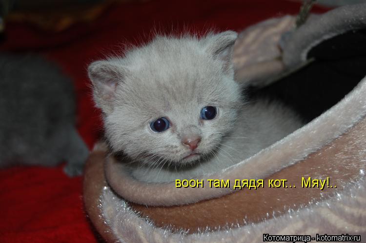 Котоматрица: воон там дядя кот... Мяу!..