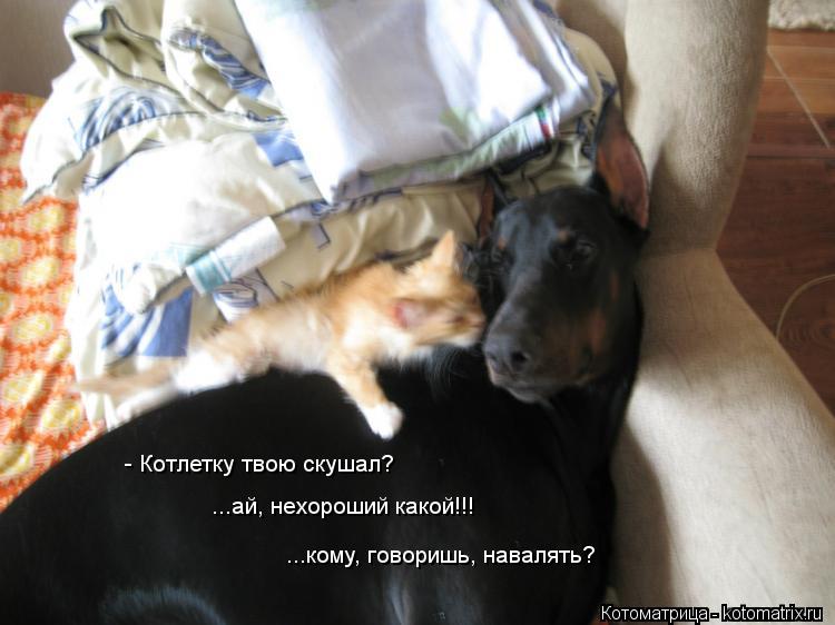 Котоматрица: - Котлетку твою скушал? ...ай, нехороший какой!!! ...кому, говоришь, навалять?