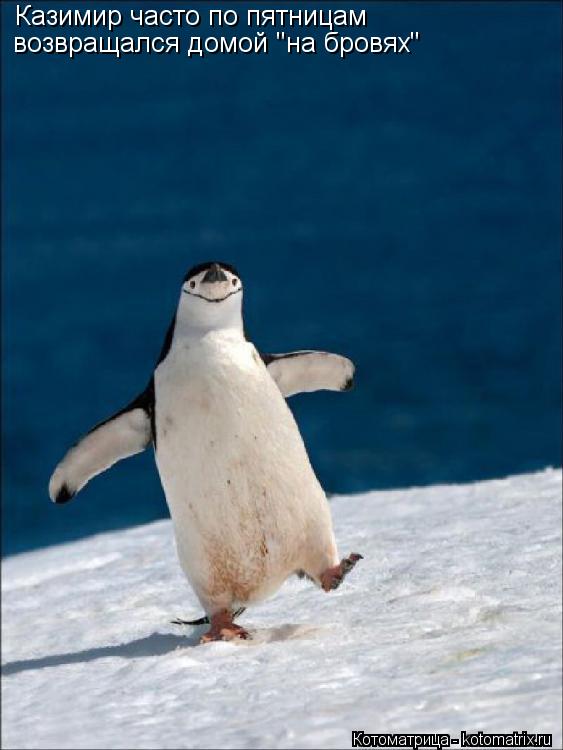 Котоматрица: Казимир часто по пятницам  возвращался домой "на бровях"