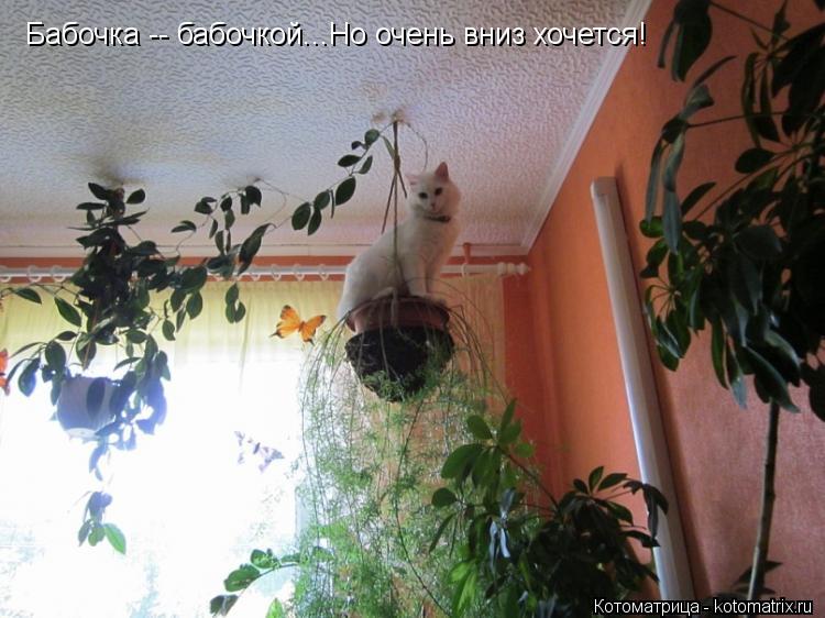Котоматрица: Бабочка -- бабочкой...Но очень вниз хочется!