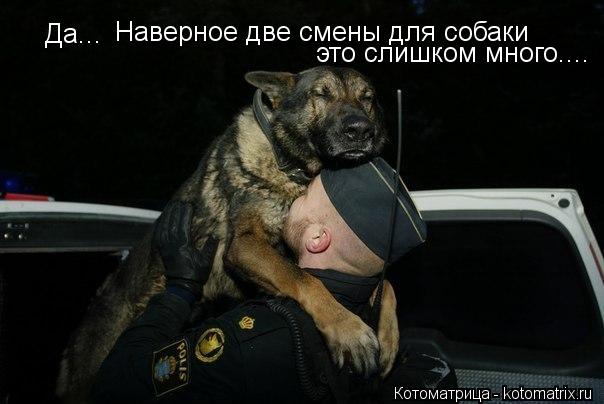 Котоматрица: Да... Наверное две смены для собаки  это слишком много....