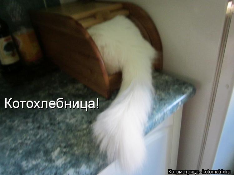 Котоматрица: Котохлебница!