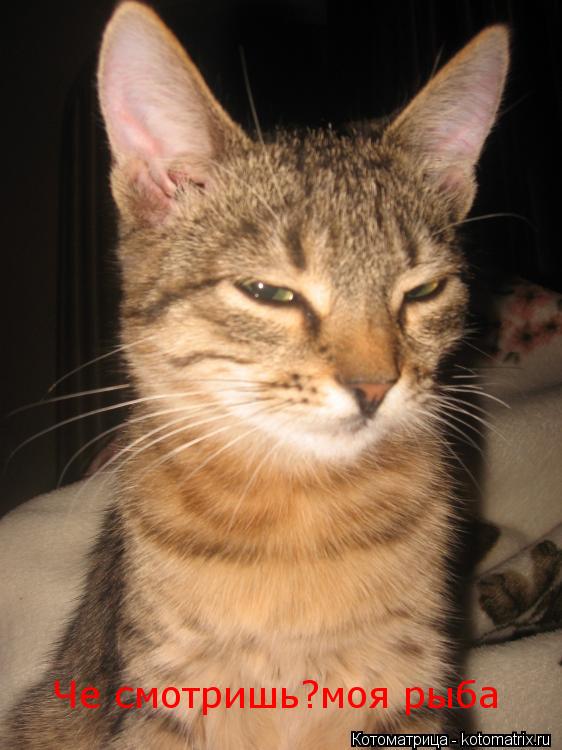 Че смотришь?моя рыба... Котоматрица: Че смотришь?моя рыба