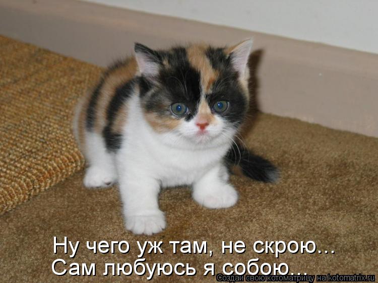 Ну чего уж там, не скрою... Сам любуюсь я собою...... Котоматрица: Ну чего уж там, не скрою... Сам любуюсь я собою...