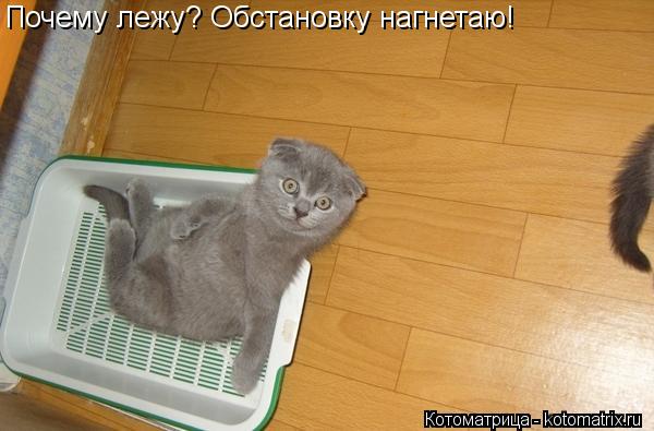 Котоматрица: Почему лежу? Обстановку нагнетаю!