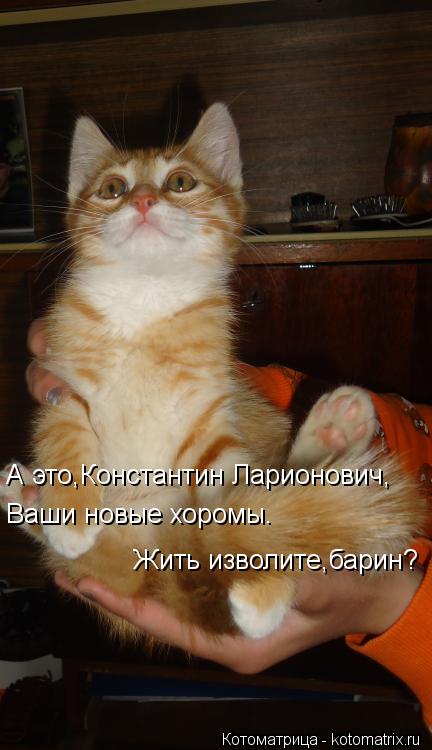 Котоматрица: А это,Константин Ларионович, Ваши новые хоромы. Жить изволите,барин?