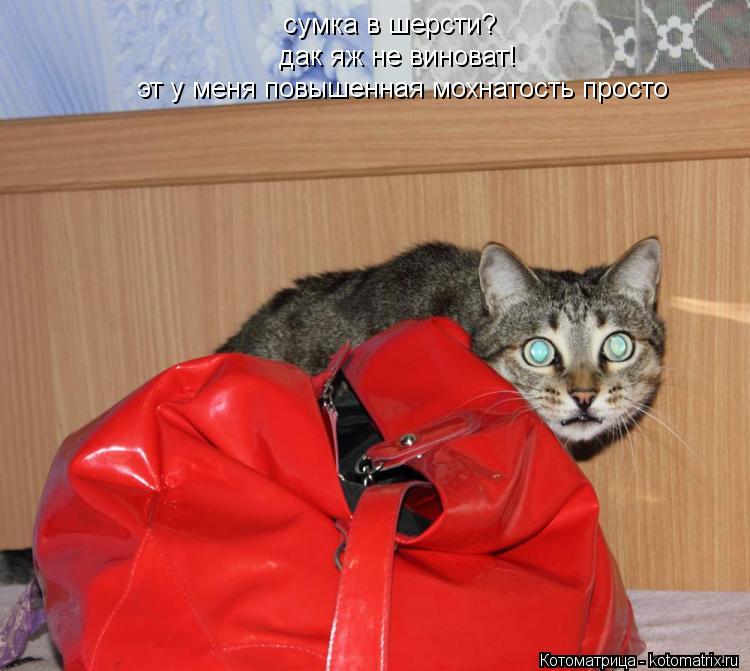 Котоматрица: сумка в шерсти? дак яж не виноват! эт у меня повышенная мохнатость просто