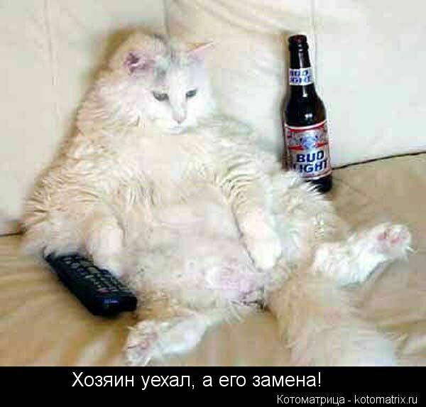Котоматрица: Хозяин уехал, а его замена!