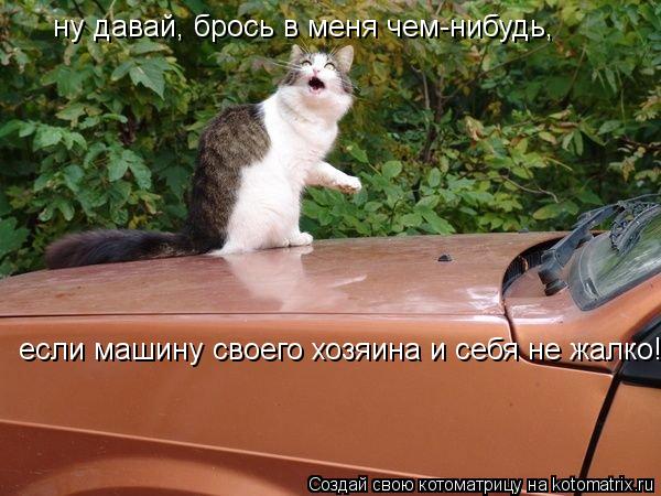 Котоматрица: ну давай, брось в меня чем-нибудь,  если машину своего хозяина и себя не жалко!