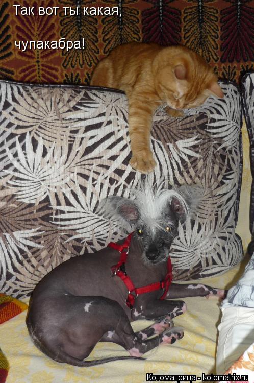 Так вот ты какая, чупакабра!... Котоматрица: Так вот ты какая, чупакабра!