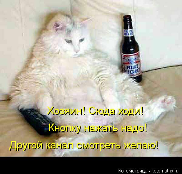 Котоматрица: Другой канал смотреть желаю! Кнопку нажать надо! Хозяин! Сюда ходи!