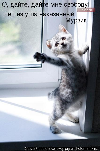 Котоматрица: пел из угла наказанный  О, дайте, дайте мне свободу! Мурзик