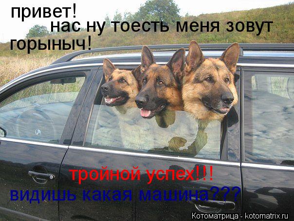 привет! нас ну тоесть меня зовут горыныч! тройной успех!!! видишь какая машина???... Котоматрица: привет! нас ну тоесть меня зовут горыныч! тройной успех!!! видишь какая машина???