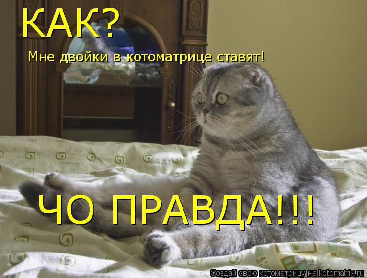 Мне двойки в котоматрице ставят! КАК? ЧО ПРАВДА!!!... Котоматрица: Мне двойки в котоматрице ставят! КАК? ЧО ПРАВДА!!!