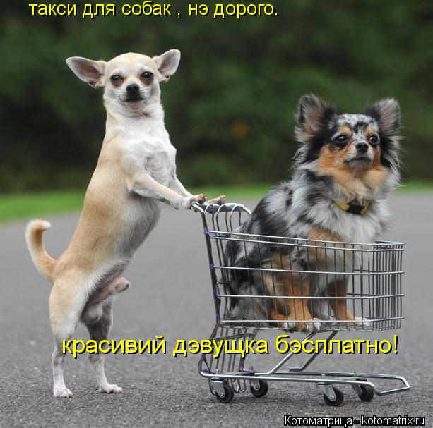 Котоматрица: такси для собак , нэ дорого. красивий дэвущка бэсплатно!