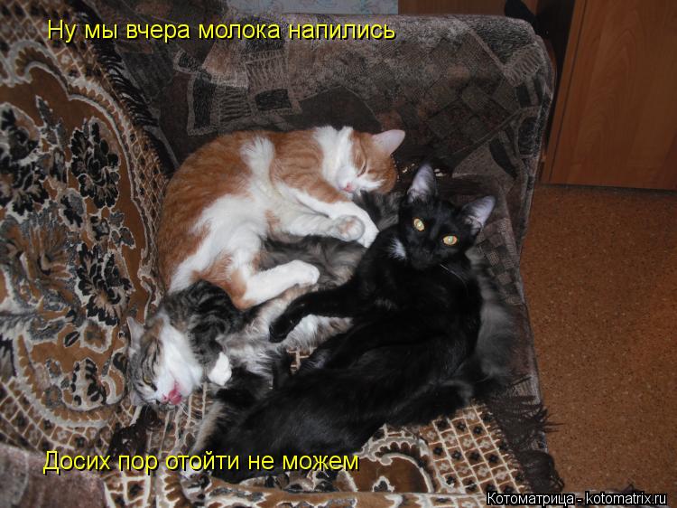 Котоматрица: Ну мы вчера молока напились Досих пор отойти не можем