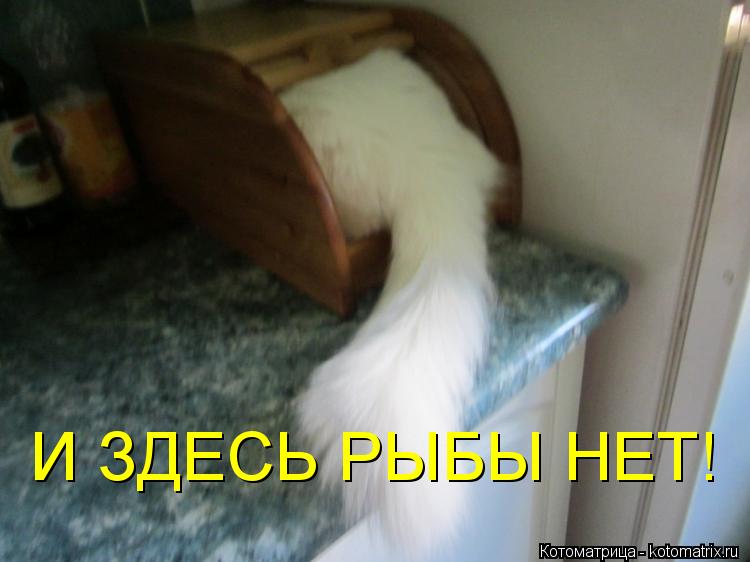 Котоматрица: И ЗДЕСЬ РЫБЫ НЕТ!