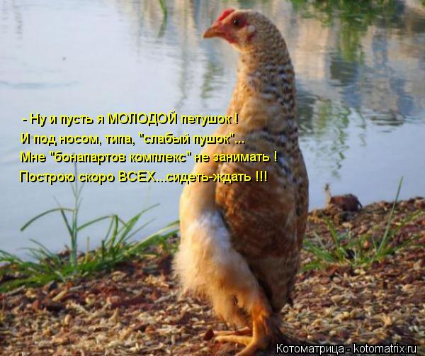 Котоматрица: Мне "бонапартов комплекс" не занимать ! Построю скоро ВСЕХ...сидеть-ждать !!! - Ну и пусть я МОЛОДОЙ петушок ! И под носом, типа, "слабый пушок"...