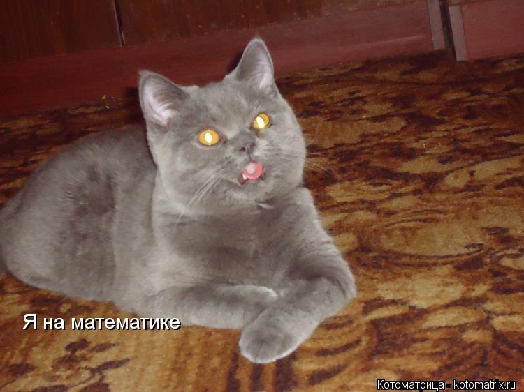 Котоматрица: Я на математике