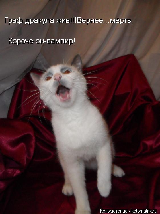 Котоматрица: Граф дракула жив!!!Вернее...мёртв. Короче он-вампир!