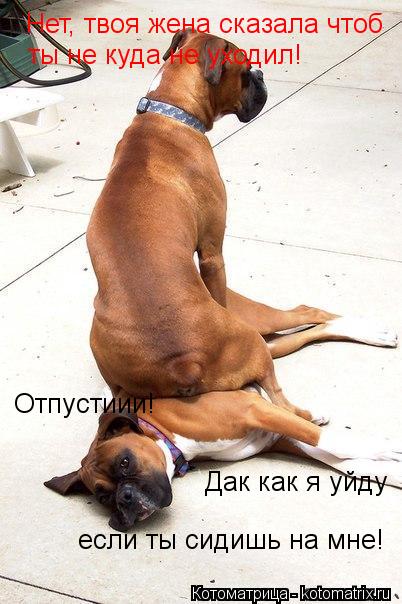 Котоматрица: Отпустиии! Нет, твоя жена сказала чтоб  ты не куда не уходил! если ты сидишь на мне! Дак как я уйду