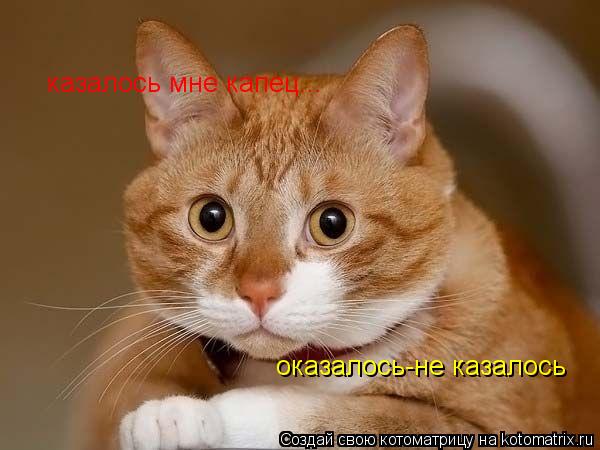 Котоматрица: оказалось-не казалось казалось мне капец...