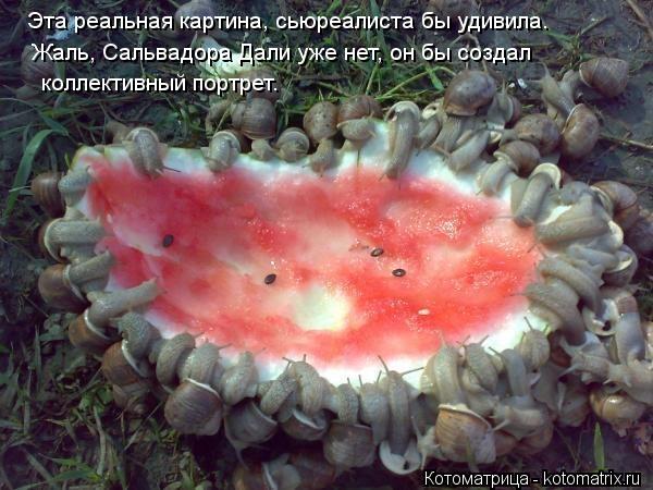 Котоматрица: Эта реальная картина, сьюреалиста бы удивила. Жаль, Сальвадора Дали уже нет, он бы создал коллективный портрет.