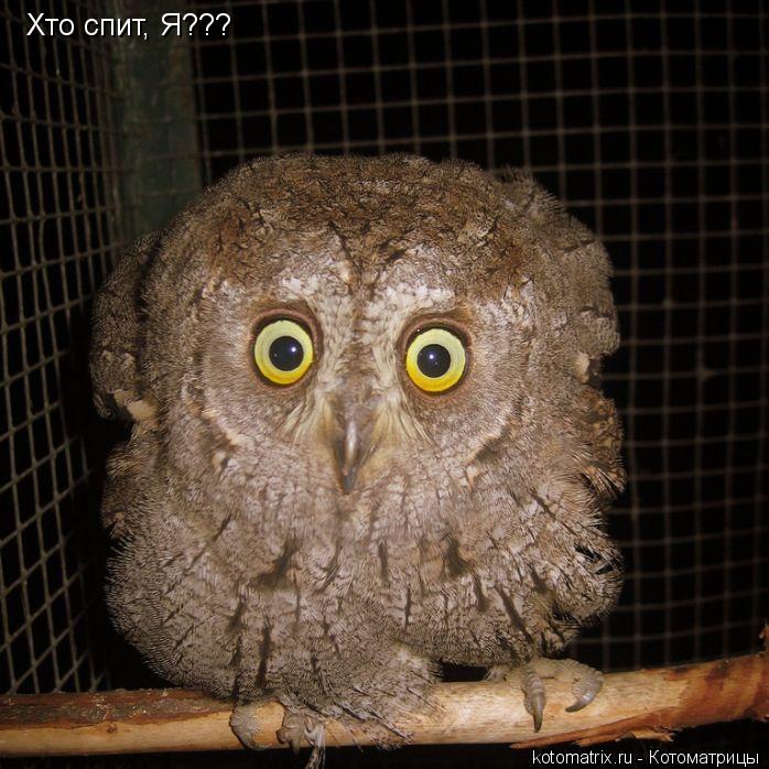 Котоматрица: Хто спит, Я???
