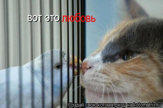 Котоматрица: вот это  любовь