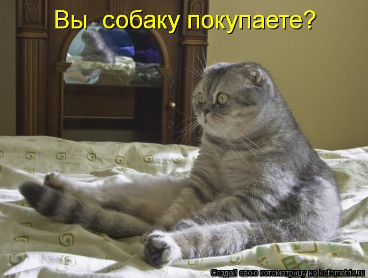 Котоматрица: Вы  собаку покупаете?