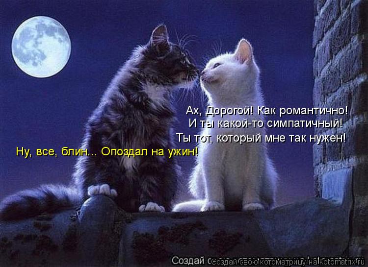 Котоматрица: Ах, Дорогой! Как романтично!  И ты какой-то симпатичный! Ты тот, который мне так нужен! Ну, все, блин... Опоздал на ужин!