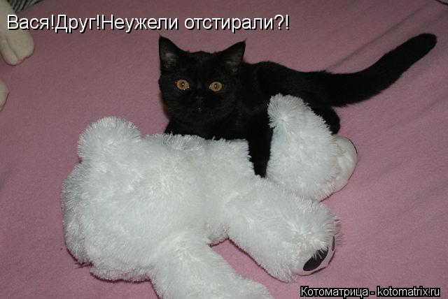 Котоматрица: Вася!Друг!Неужели отстирали?!