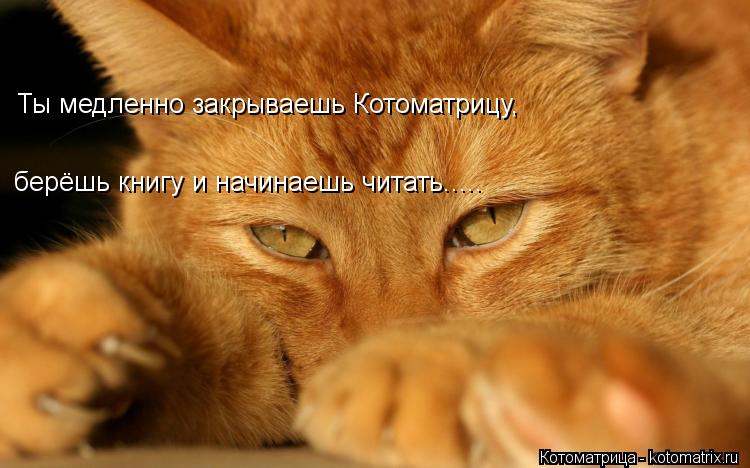 Котоматрица: Ты медленно закрываешь Котоматрицу,  берёшь книгу и начинаешь читать.....
