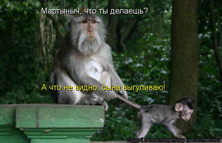 Котоматрица: Мартыныч, что ты делаешь? А что не видно, сына выгуливаю!