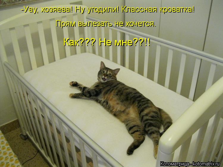 -Уау, хозяева! Ну угодили! Классная кроватка! Прям вылезать не хочется. Как??? Не мне??!!... Котоматрица: -Уау, хозяева! Ну угодили! Классная кроватка! Прям вылезать не хочется. Как??? Не мне??!!