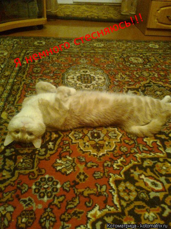 Котоматрица: Я немного стесняюсь!!!
