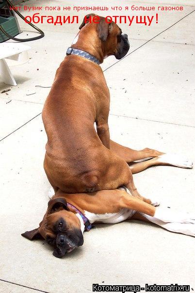 Котоматрица: Нет Вузик пока не признаешь что я больше газонов обгадил не отпущу!